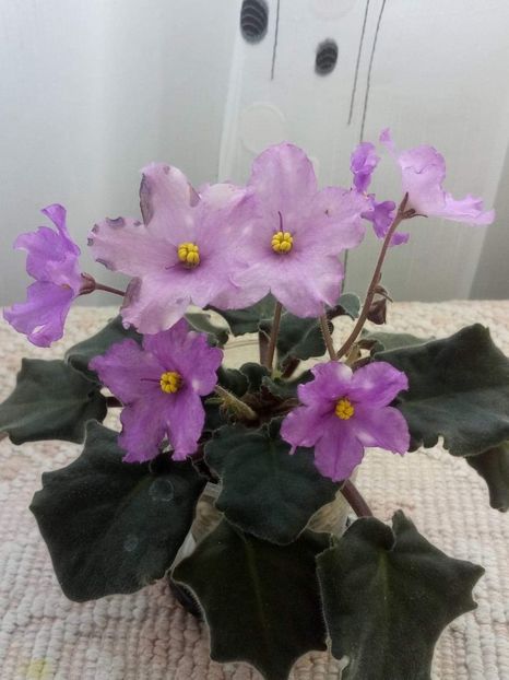 7 apr - ZZ RS Gnomiki