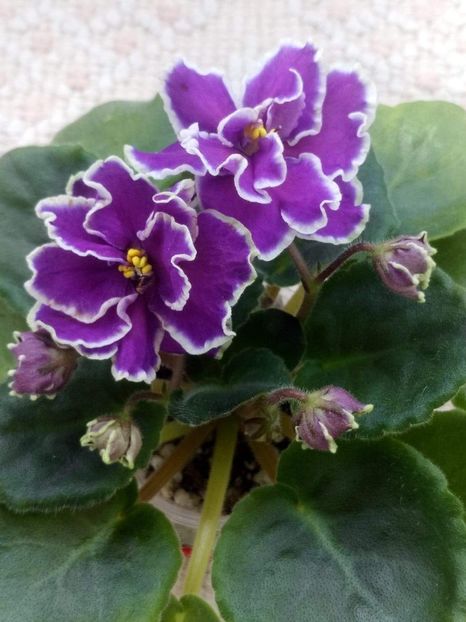 7 apr - ZZ LE Fandango