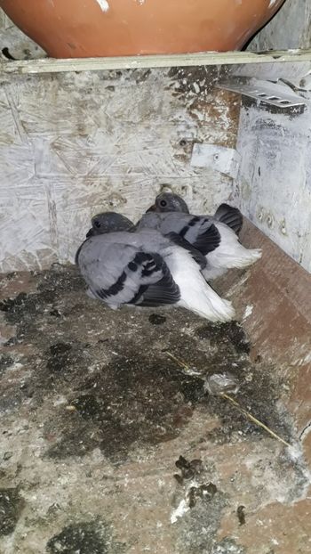  - De vânzare Viorii codalbi 2019