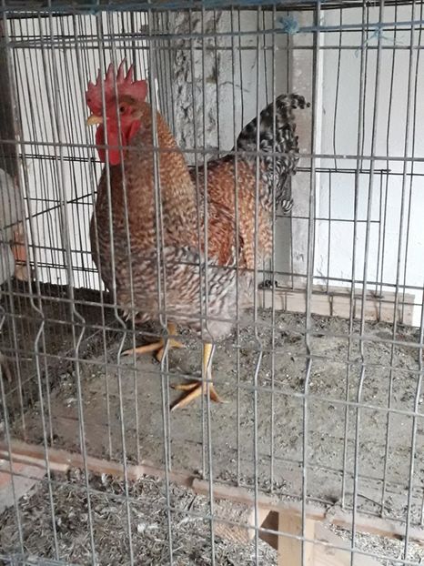  - BIELEFELDER MARE 2019