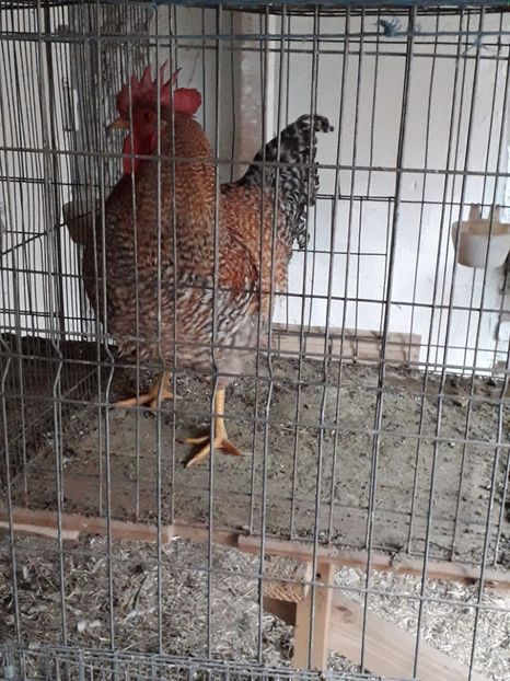  - BIELEFELDER MARE 2019