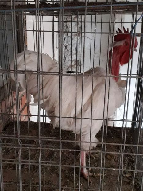  - GAT GOLAS ALB 2019