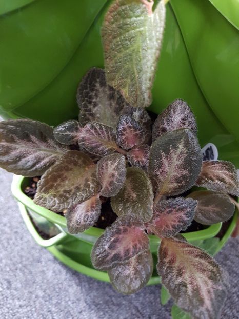  - EPISCIA