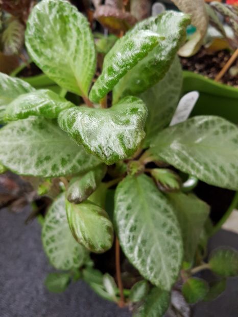  - EPISCIA