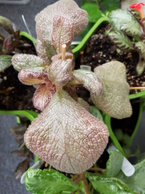  - EPISCIA