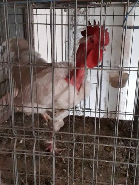  - GAT GOLAS ALB 2019