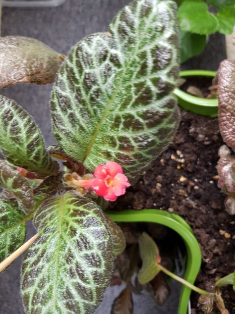  - EPISCIA