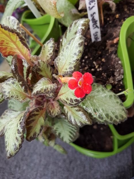 - EPISCIA