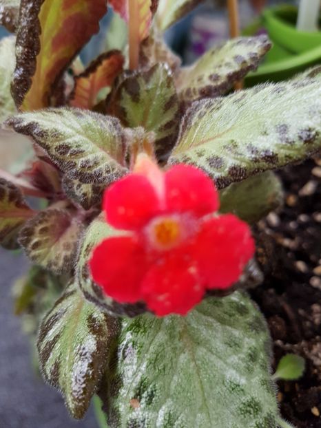  - EPISCIA