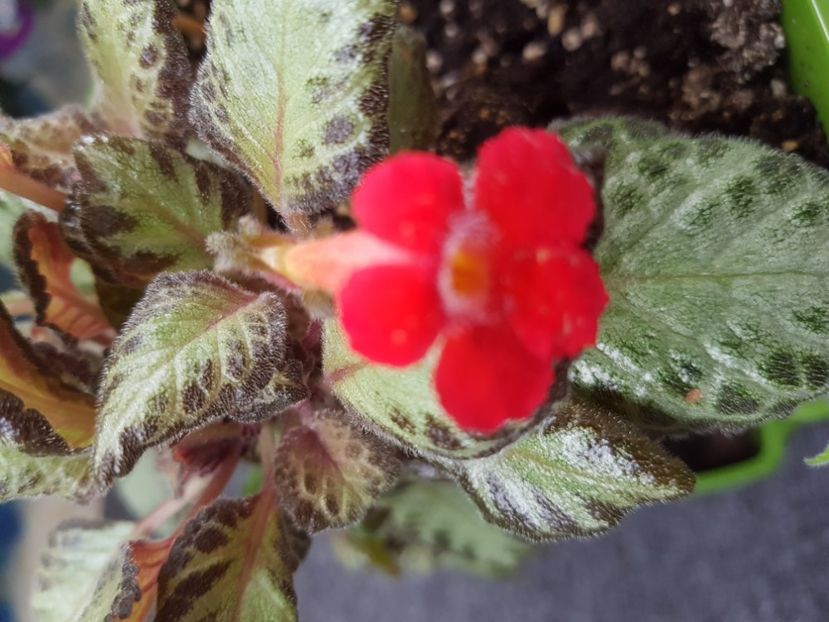  - EPISCIA