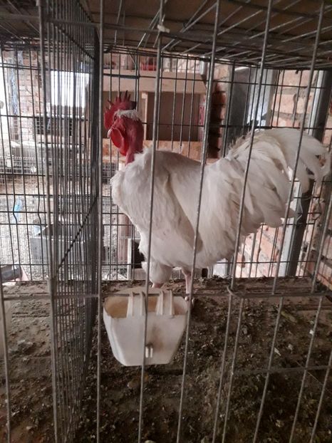  - GAT GOLAS ALB 2019