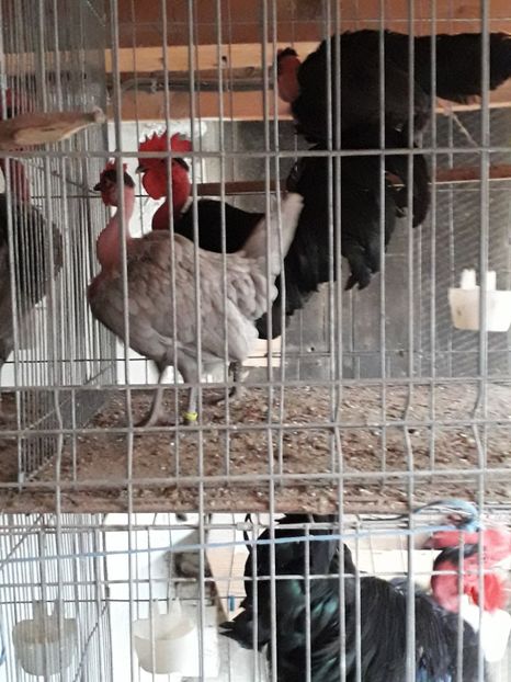 20190407_190047(0) - Gat golas pitic2019