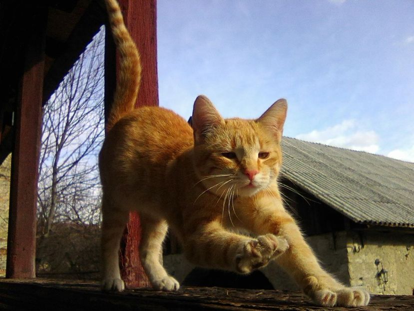 clopotel - Micile mele feline 2019