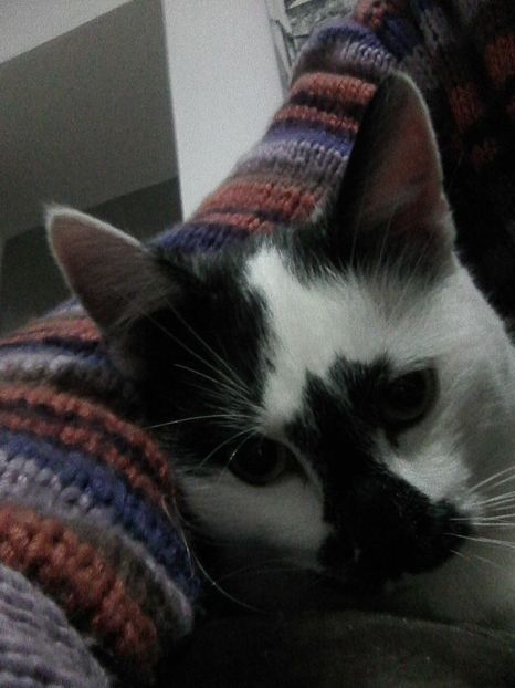 Photo0704 - Micile mele feline 2019