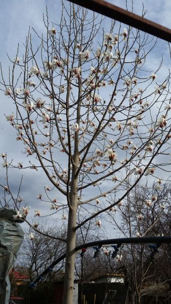 magnolia Alba - arbori ornamentali 2019