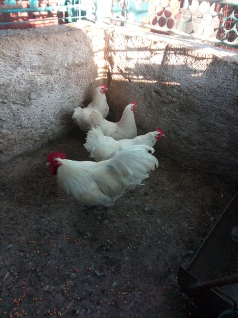  - Australorp alb și albastru