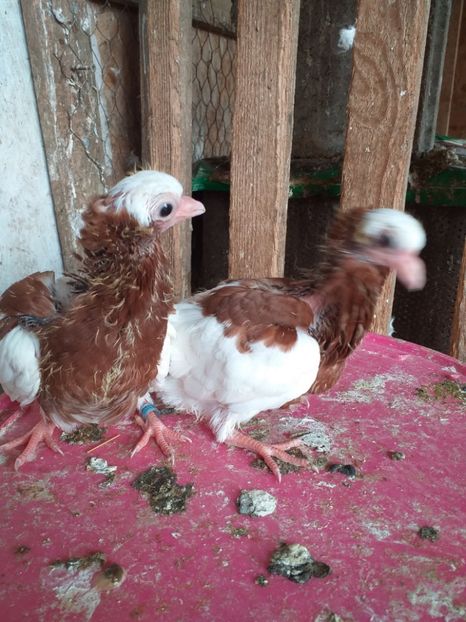  - Kamaromi 2015-2023