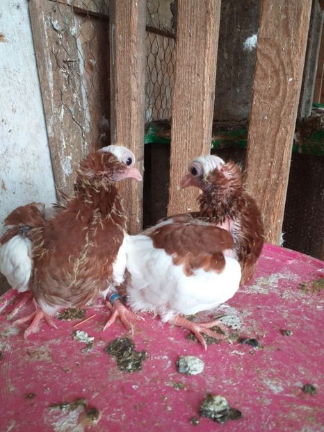  - Kamaromi 2015-2023