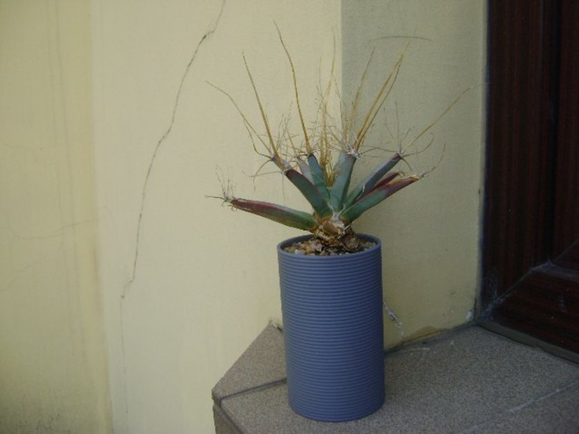 Leuchtenbergia principis - Cactusi 2019