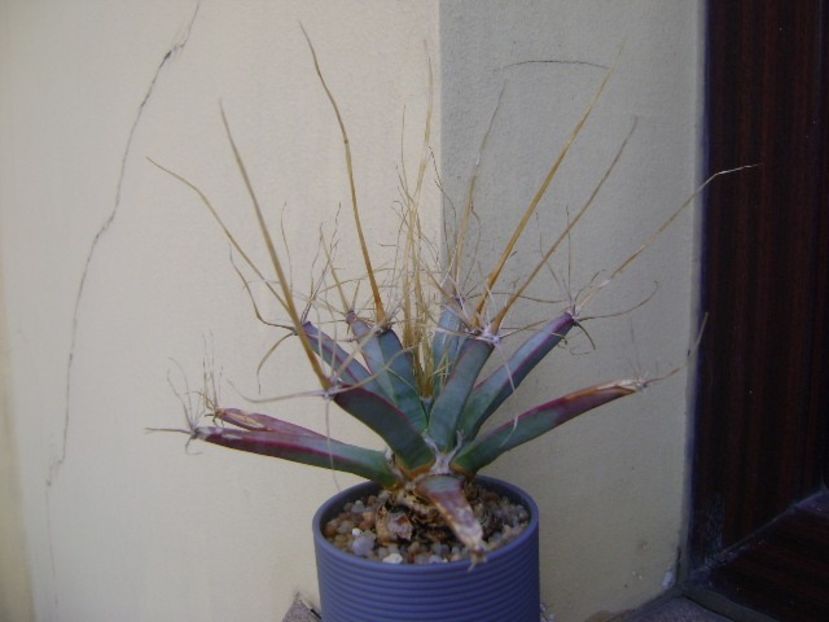 Leuchtenbergia principis - Cactusi 2019