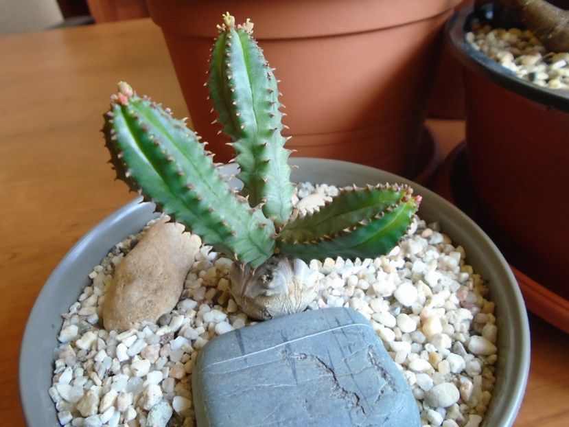 Euphorbia tubiglans - Caudiciforme si bulbi 2019