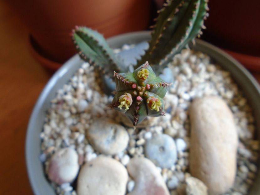 Euphorbia tubiglans - Caudiciforme si bulbi 2019