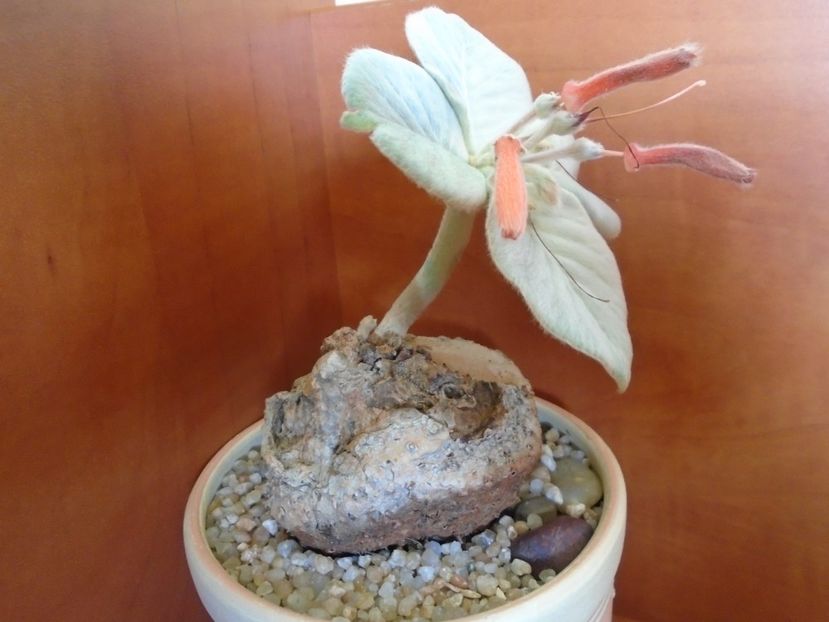 Sinningia leucotricha - Caudiciforme si bulbi 2019