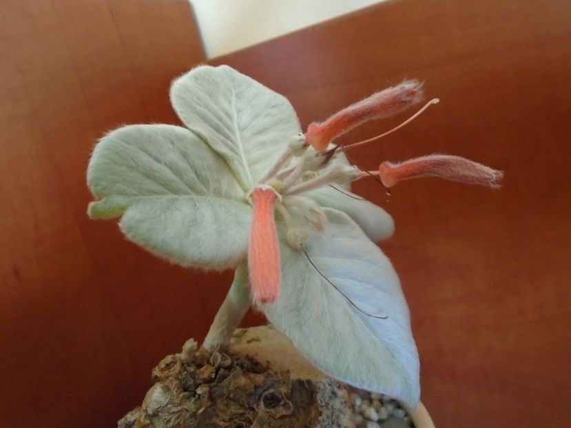 Sinningia leucotricha - Caudiciforme si bulbi 2019