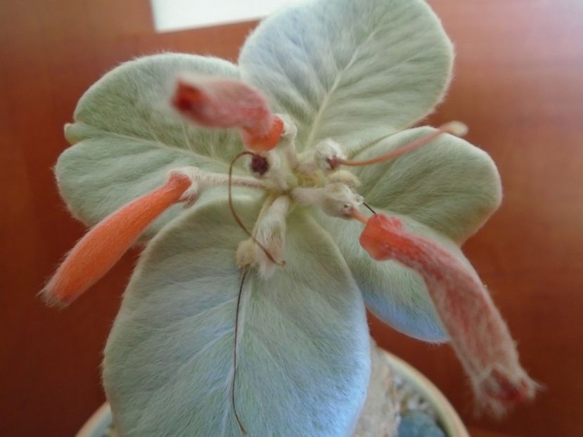 Sinningia leucotricha - Caudiciforme si bulbi 2019