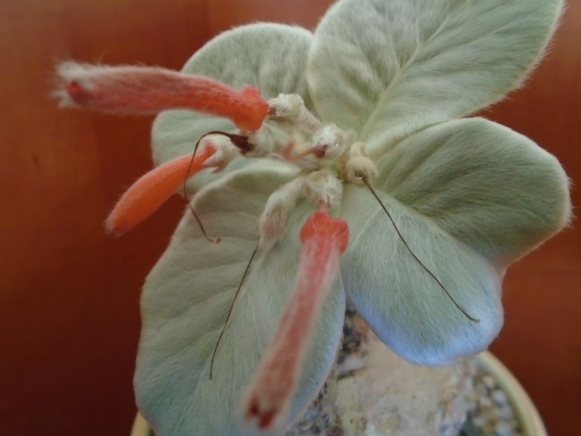 Sinningia leucotricha - Caudiciforme si bulbi 2019