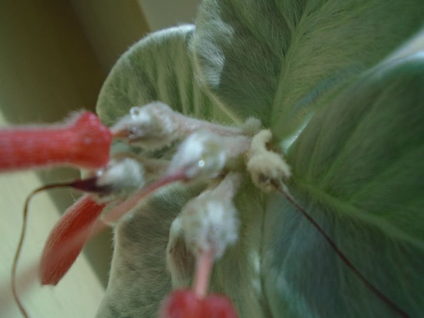 Sinningia leucotricha - Caudiciforme si bulbi 2019