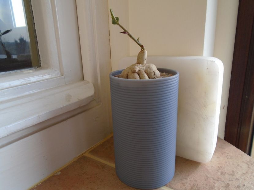 Monadenium rubellum - Caudiciforme si bulbi 2019