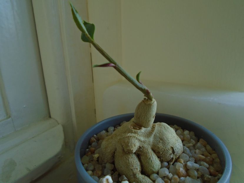 Monadenium rubellum - Caudiciforme si bulbi 2019