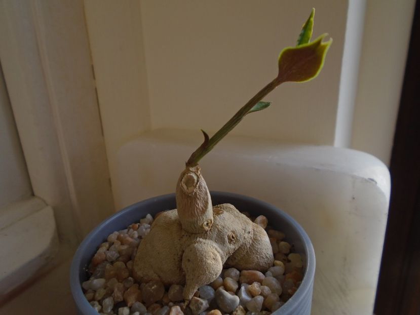 Monadenium rubellum - Caudiciforme si bulbi 2019