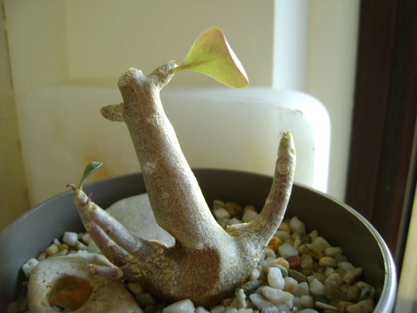 Othonna triplinervia - Caudiciforme si bulbi 2019