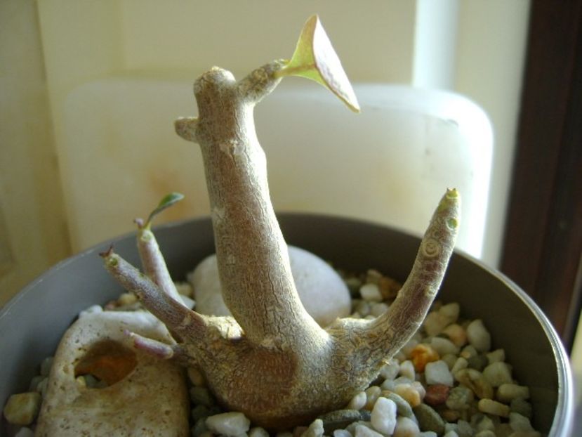 Othonna triplinervia - Caudiciforme si bulbi 2019