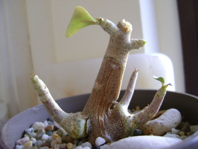 Othonna triplinervia - Caudiciforme si bulbi 2019