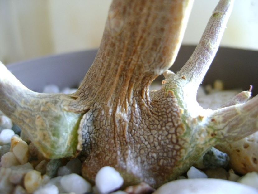 Othonna triplinervia - Caudiciforme si bulbi 2019