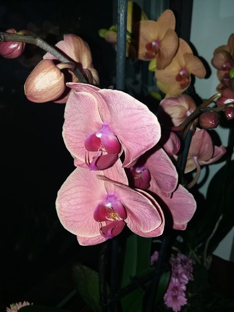  - ORHIDEE Phalenopsis