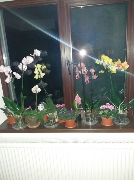  - ORHIDEE Phalenopsis