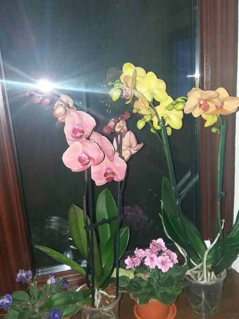  - ORHIDEE Phalenopsis