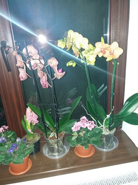  - ORHIDEE Phalenopsis