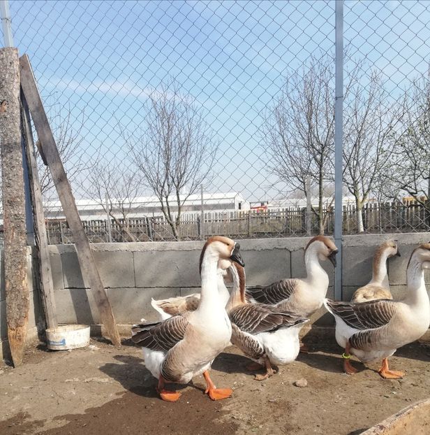  - A1 Gâște Africane matca 2019