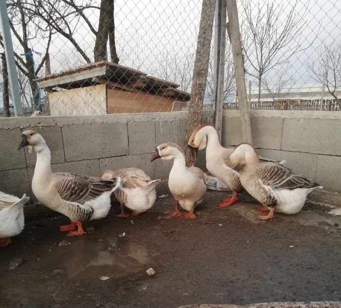  - A1 Gâște Africane matca 2019