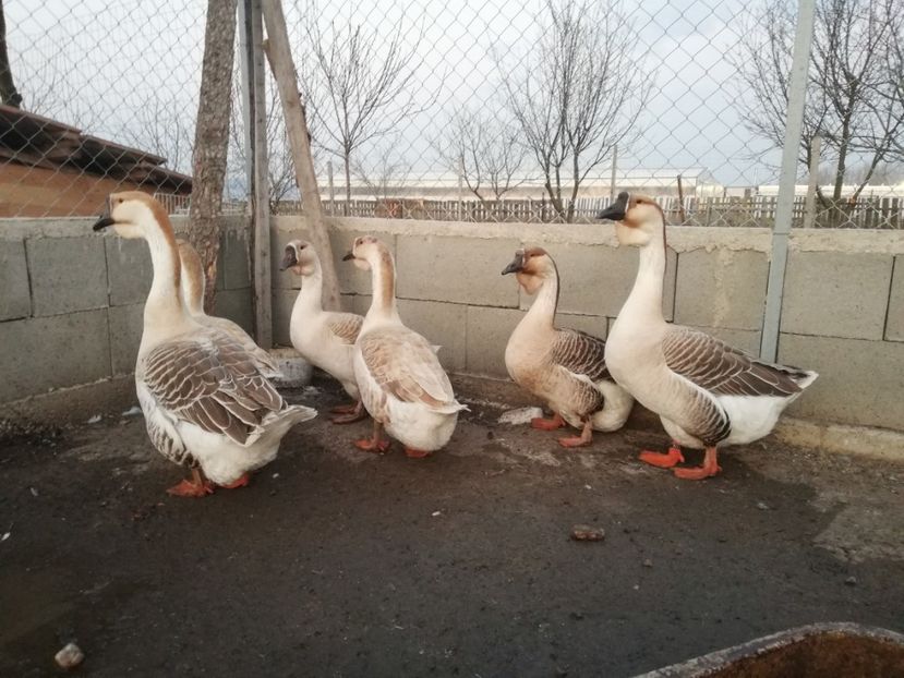  - A1 Gâște Africane matca 2019