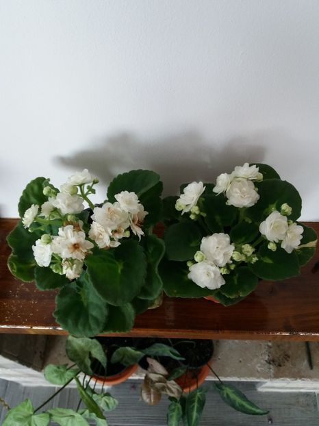  - Roccoco White