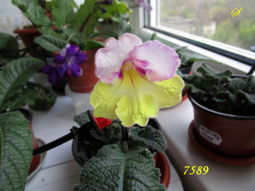 7589(8-04-2019) - Streptocarpusi 2019