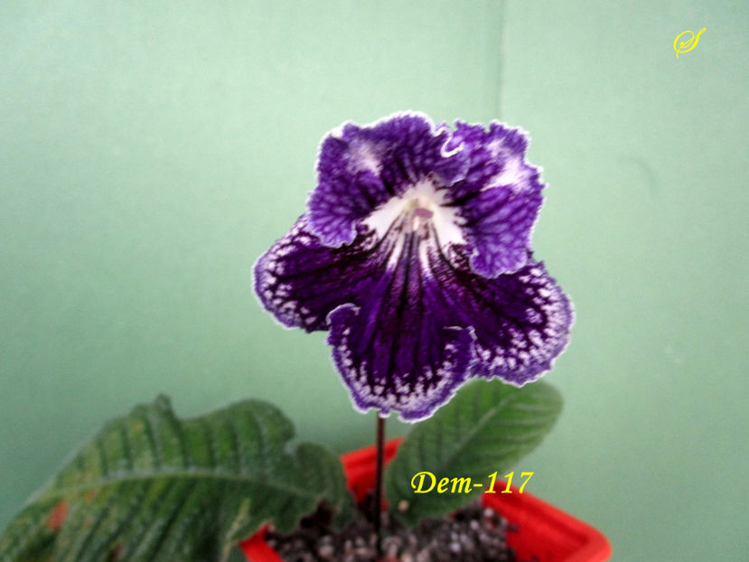 Dem-117(8-04-2019) - Streptocarpusi 2019