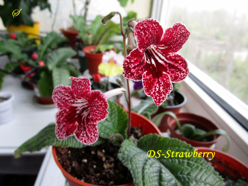 DS-Strawberry(8-04-2019) - Streptocarpusi 2019