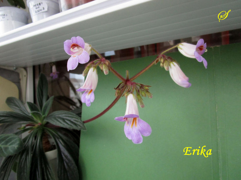 Erika(8-04-2019) - Primuline 2019